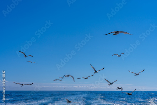 A flock of seagulls over the ocean always accompanies fishing ships