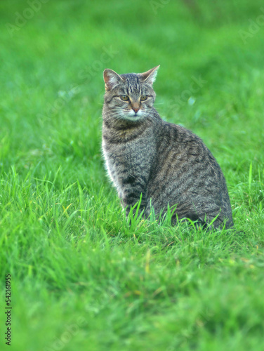 European tabby cat in a green saturated meadow, with copy space.