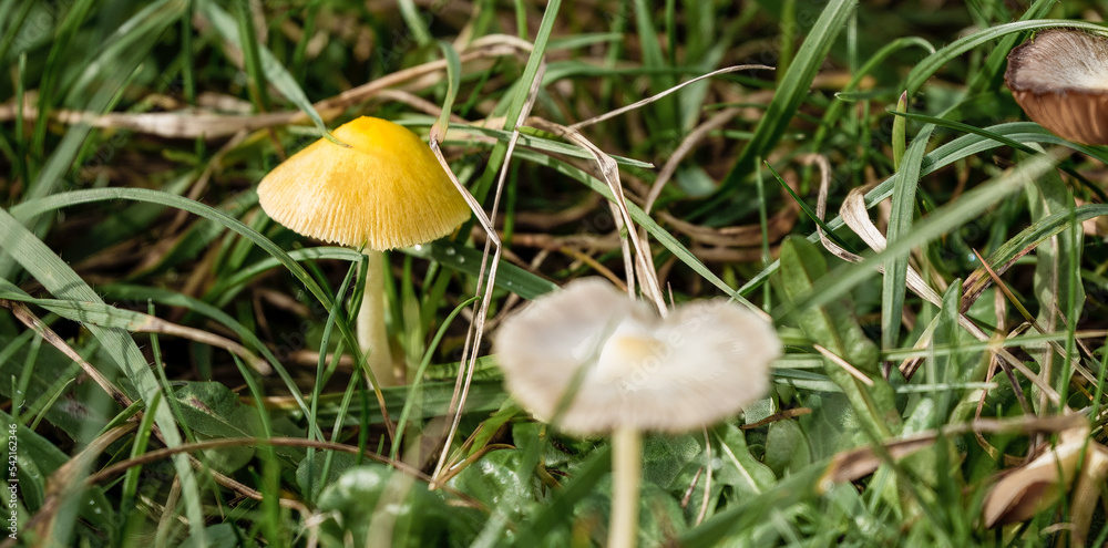 close up of a Golden Waxcap mushrooms (Hygrocybe chlorphana) close up of a Golden Waxcap mushrooms (Hygrocybe chlorphana)
