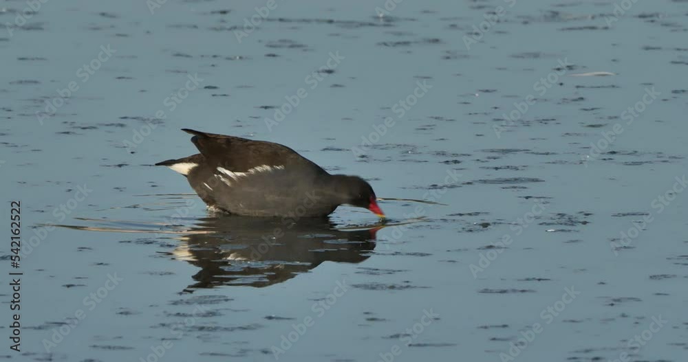 Common moorhen swimming , The Camargue in France Common moorhen swimming , The Camargue in France