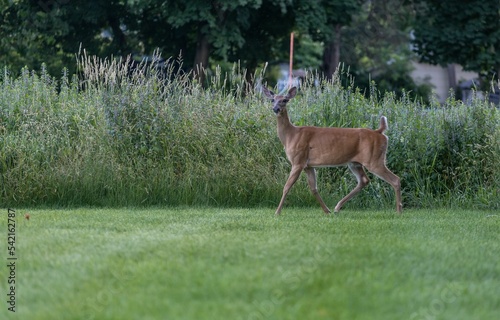Fototapeta Naklejka Na Ścianę i Meble -  Beautiful slim roe deer walking in the green grassland surrounded by bushes and trees
