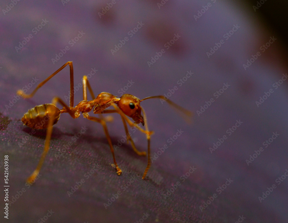 Fire Red ants angry on purple leaf