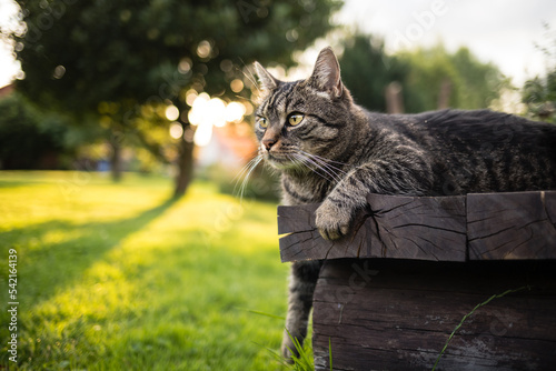 Obraz na plátně Cute tabby brown European shorthair cat lying outdoors on wooden bench with paw outstretched and curiously looking to the left