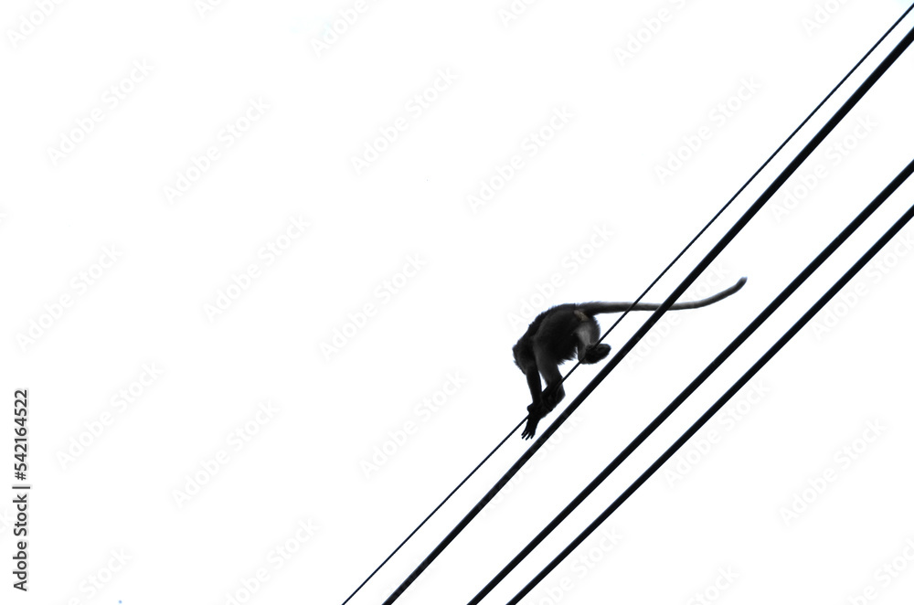 singes en acrobatie sur des files électriques en ombres chinoises singes en acrobatie sur des files électriques en ombres chinoises