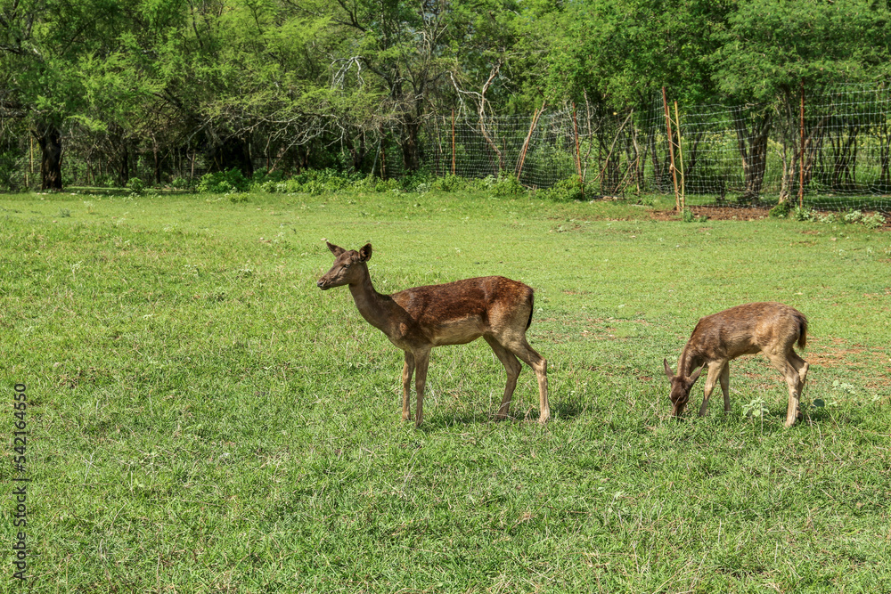 Beautiful doe with fawn in safari park Beautiful doe with fawn in safari park