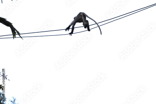 singes en acrobatie sur des files électriques en ombres chinoises photo