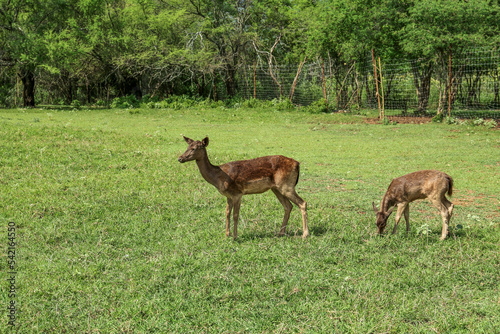 Beautiful doe with fawn in safari park © New Africa