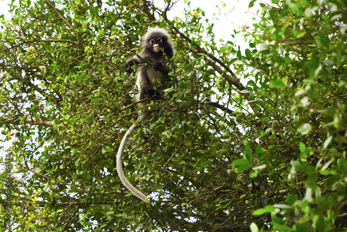 Canvas Print singes à lunettes ou langurs accrochés à des fils électriques