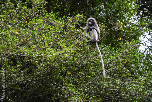 Photography singes à lunettes ou langurs accrochés à des fils électriques