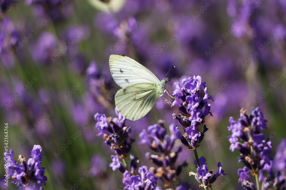 Beautiful butterfly in lavender field on summer day, closeup Beautiful butterfly in lavender field on summer day, closeup