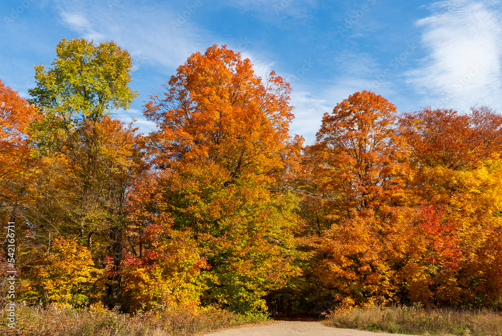 Naklejka premium Fall colored trees