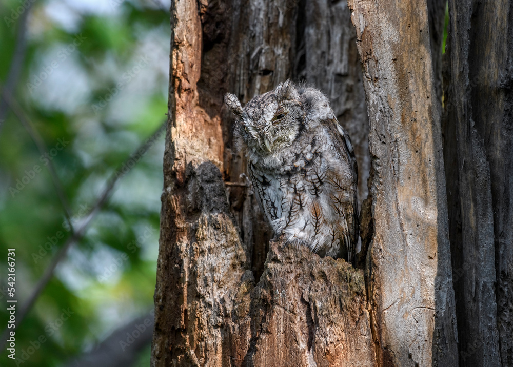 Obraz premium Eastern Screech Owl