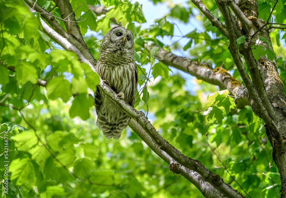 Perched Barred Owl Perched Barred Owl