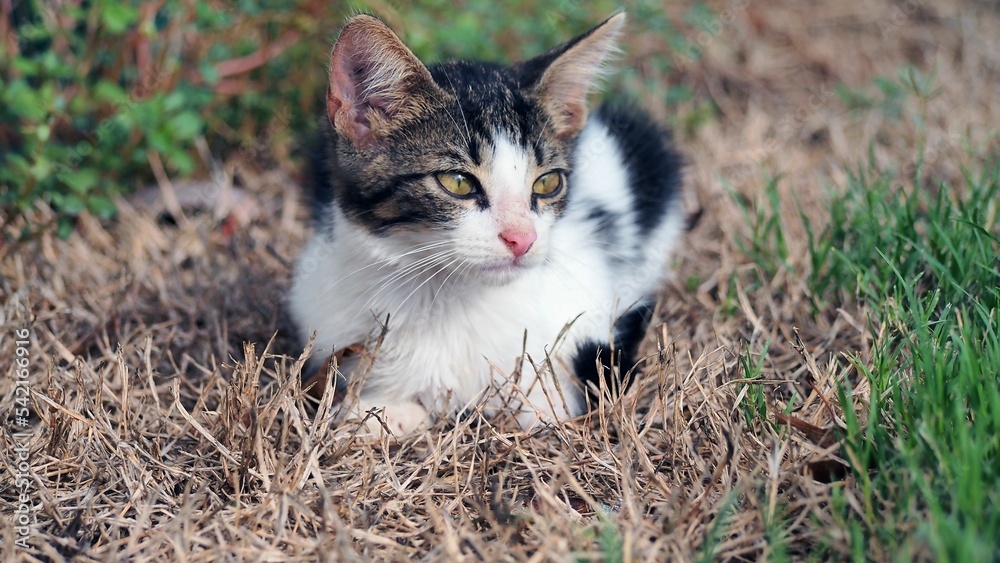 Baby kitten on a dry grass, close-up Baby kitten on a dry grass, close-up