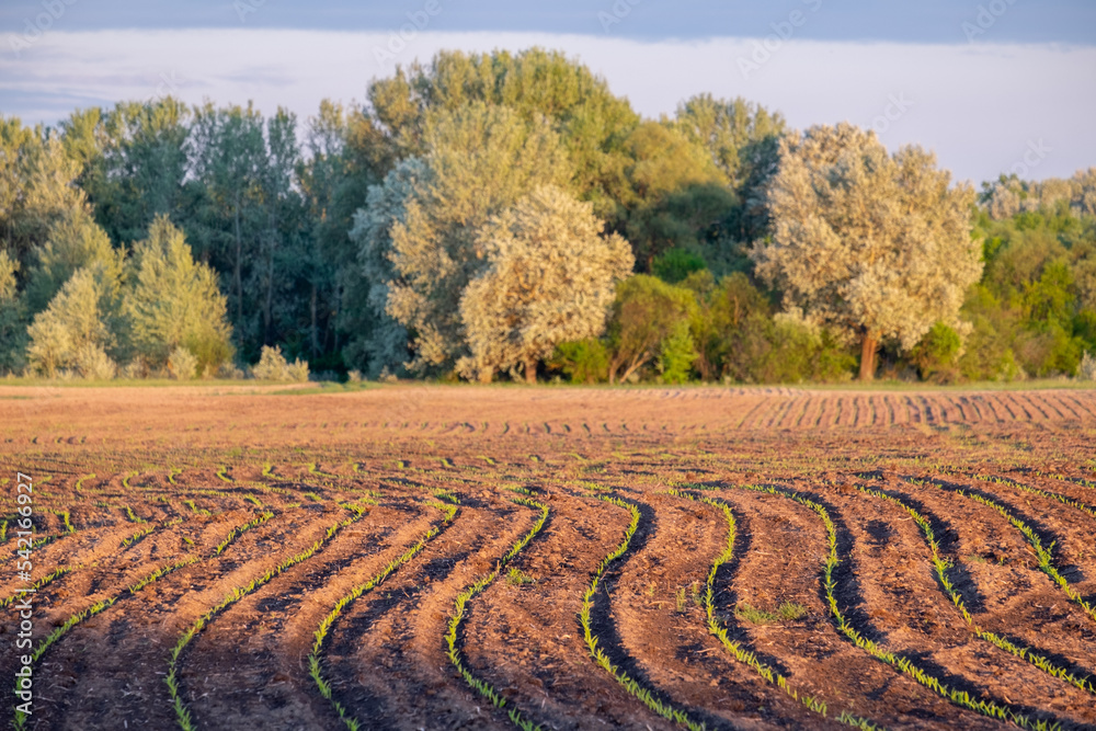 landscape in the countryside