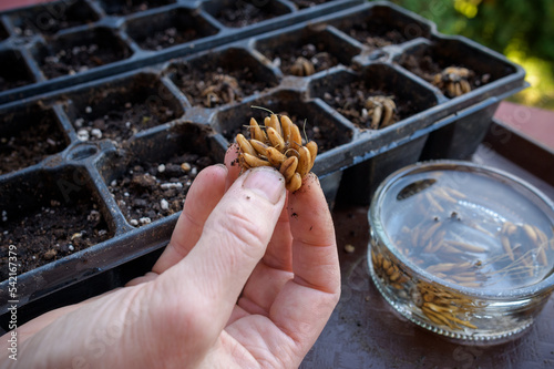 Ranunculus asiaticus or persian buttercup. Woman planting presoaked ranunculus corms into a seed tray. Ranunculus corms, tubers or bulbs. photo