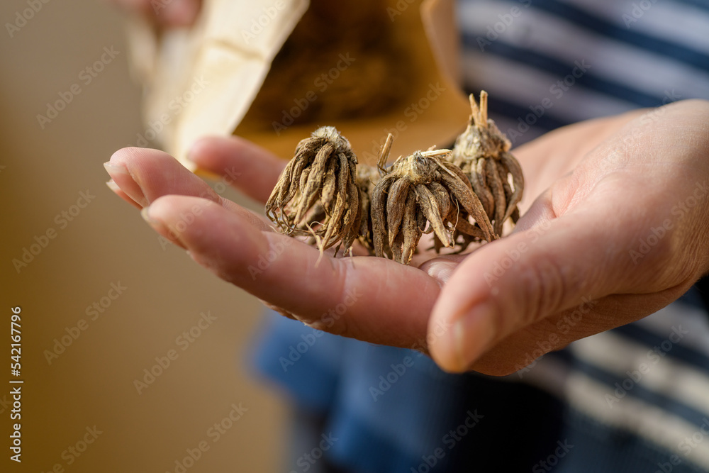 Woman holding dry and dormant ranunculus flower claw like corms in her hand. Ranunculus asiaticus or persian buttercup.
