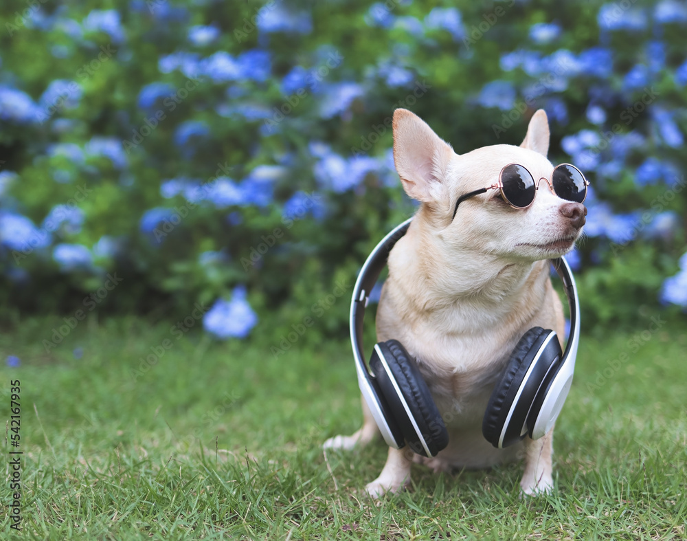brown chihuahua dog wearing sunglasses and headphones around neck  sitting on green grass in the garden with purple flowers background, looking away from copy space.