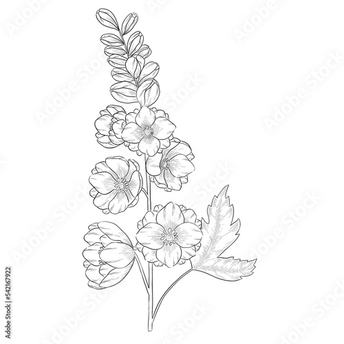 Fotografia Delphinium outline botanical illustration