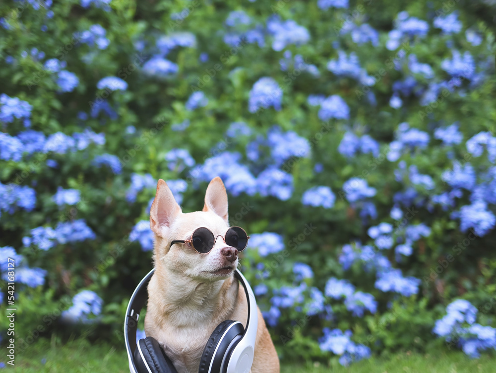 brown chihuahua dog wearing sunglasses and headphones around neck  sitting on green grass in the garden with purple flowers background, looking up at copy space.