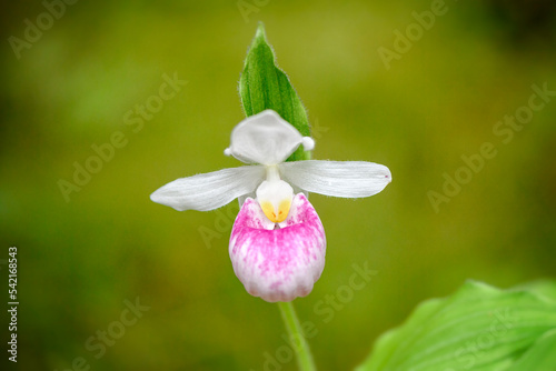 Showy Lady Slipper