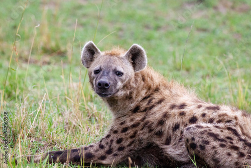 Hyena lying close to the den in the Masai Mara, Kenya © wayne