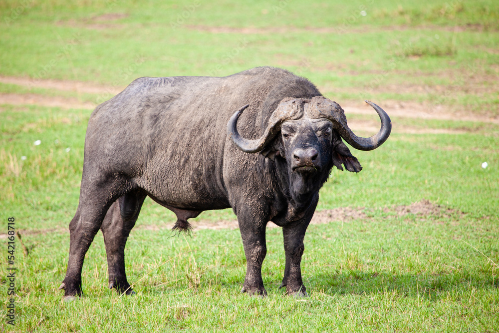 An African Buffalo staring across the Masai Mara in Kenya An African Buffalo staring across the Masai Mara in Kenya