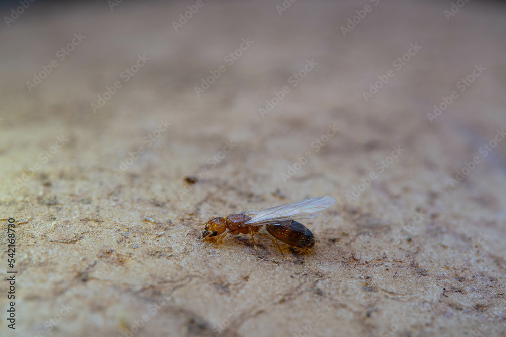 Red termite struggling to walk on the top of potato Red termite struggling to walk on the top of potato