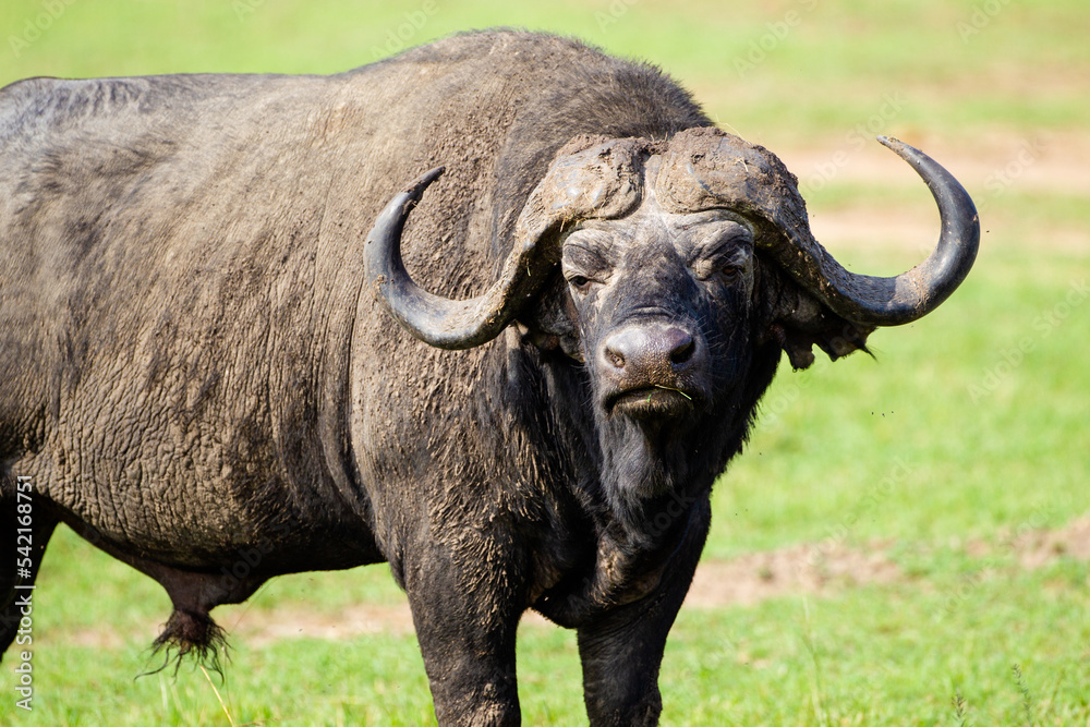 An African Buffalo staring across the Masai Mara in Kenya An African Buffalo staring across the Masai Mara in Kenya