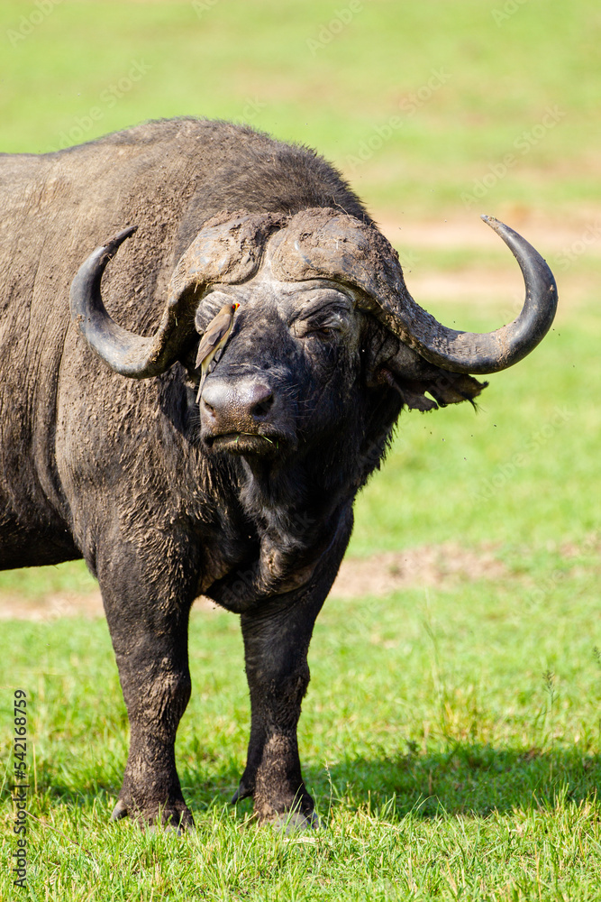 Obraz premium An African Buffalo staring across the Masai Mara in Kenya