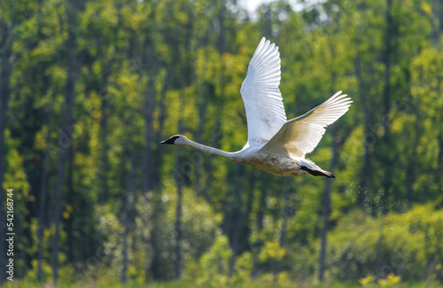 Airborne Trumpeter Swan