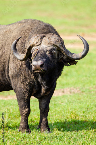 An African Buffalo staring across the Masai Mara in Kenya