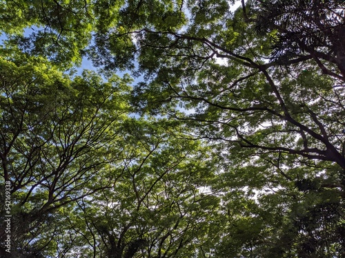 Trees with thick leaves