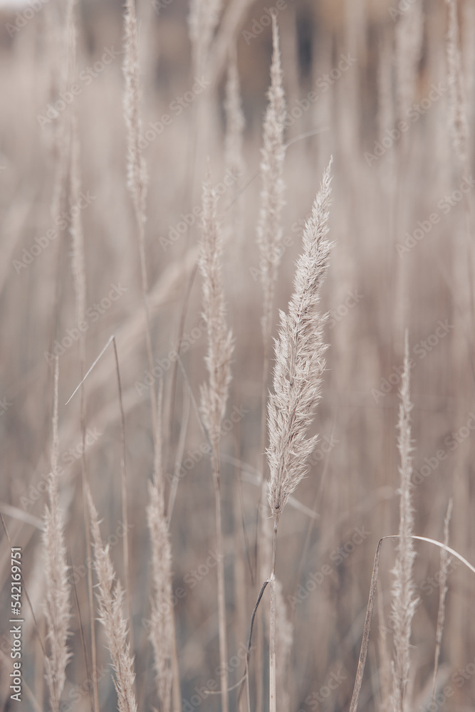 Pampas grass in autumn. Natural background. Dry beige reed. Pastel neutral colors and earth tones. Banner. Selective focus. Pampas grass in autumn. Natural background. Dry beige reed. Pastel neutral colors and earth tones. Banner. Selective focus.