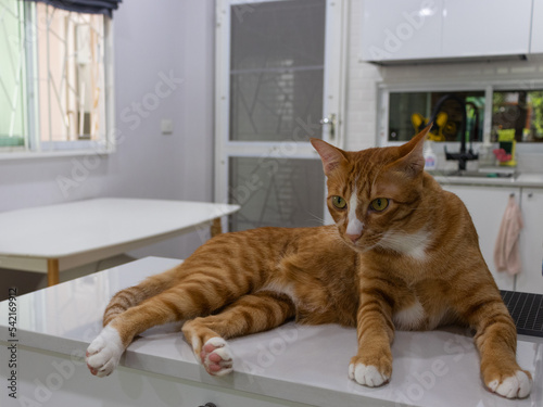 orange and white cat cats laying down on the kitchen next to living room