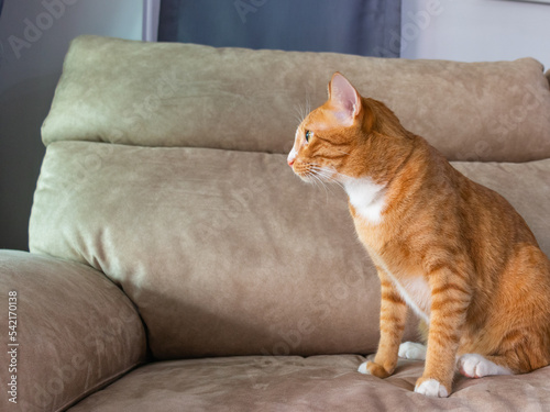 orange cat sitting down on the brown sofa in the living room