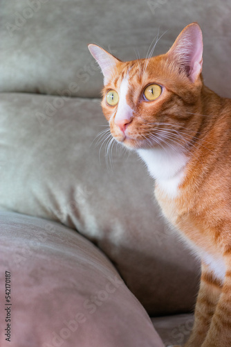 orange cat sitting down on the brown sofa in the living room