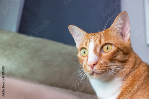 close up orange cat sitting down on the brown sofa in the living room