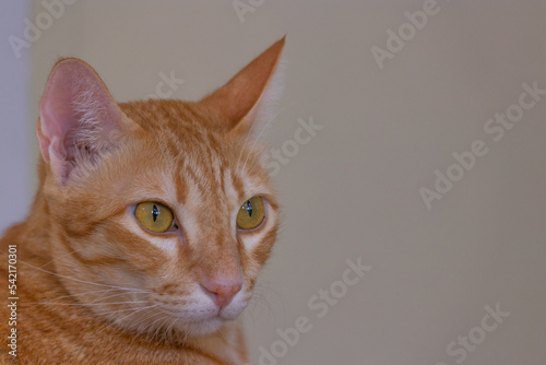 close up orange cat in the living room on the wooden floor laying down looking