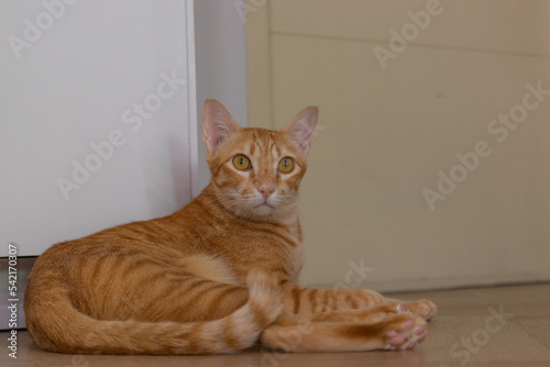 close up orange cat in the living room on the wooden floor laying down looking to the camera