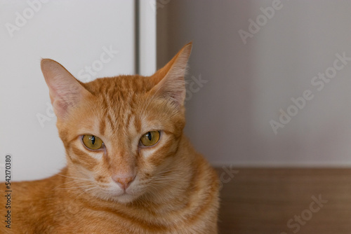 close up orange cat in the living room on the wooden floor laying down looking to the camera