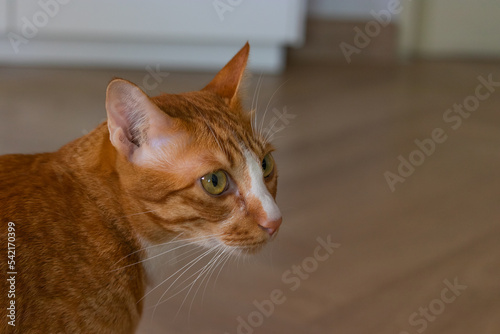 close up orange cat in the living room on the wooden floor laying down looking to the camera