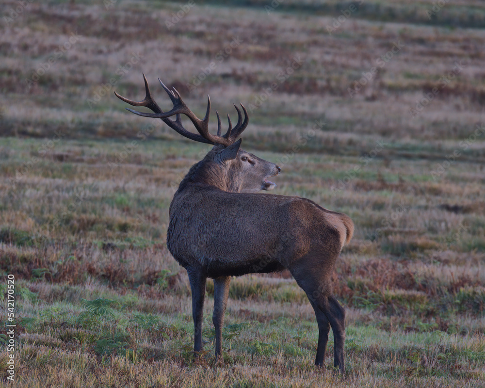 Obraz premium Red deer stag in Bradgate Park .