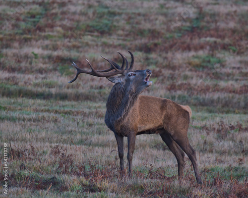 Red deer stag in Bradgate Park .