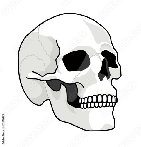 Skull face, side view. Black and white drawing. Skull icon. Black and white cartoon smiling cute human skeleton