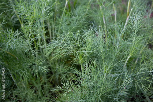 Fresh green dill growing in a garden bed.