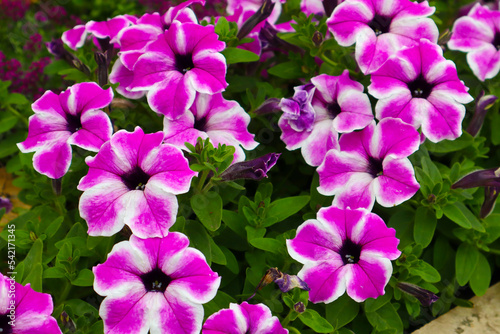 Petunia. Beautiful pink flowers in a flower bed. Close-up.