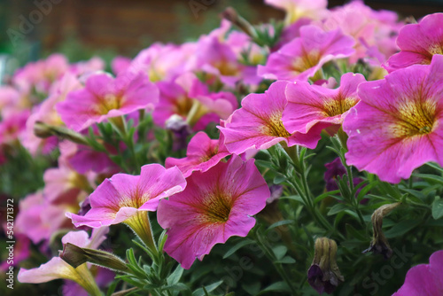 Petunia. Beautiful pink flower. Bright flowerbed. Close-up. Copyspace