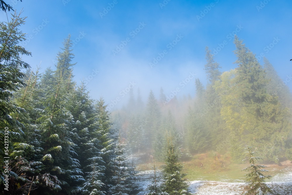 Wonderful foggy autumn forest with melting snow, sunrays a coming through the morning fog Wonderful foggy autumn forest with melting snow, sunrays a coming through the morning fog