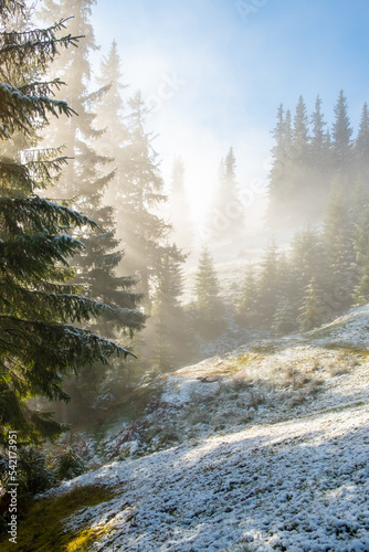 Misty landscape of morning in a moutain forest. Sun rays flowing through the evergreen pine and fir tree branches. Melting first snow